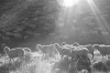 Sheep in Sun and Shadow